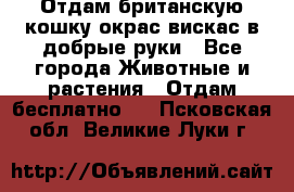 Отдам британскую кошку окрас вискас в добрые руки - Все города Животные и растения » Отдам бесплатно   . Псковская обл.,Великие Луки г.